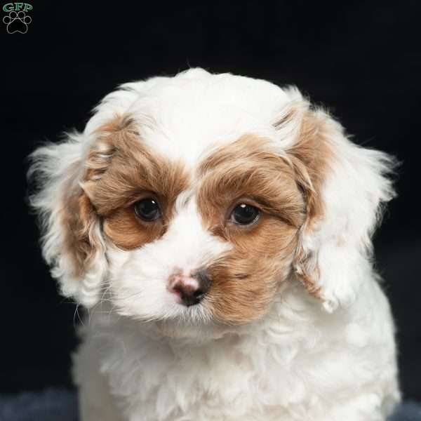 Harley, Cavapoo Puppy